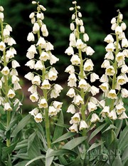 image фото Fritillaria ivory Bells - фритилария оптом купить цветы и растения из Голландии, Германии, Италии, Испании, Дании, Эквадора, Колумбии, Азии, Африки, Израиля, Китая, Тайланда, Тайваня с доставкой по Украине в: Киев, Львов, Черкассы, Кировоград, Полтава, Ровно, Днепропетровск, Запорожье, Харьков, Кривой Рог, Днепр, Одесса, Николаев, Херсон, Умань, Кропивницкий